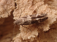 Mompha sturnipennella