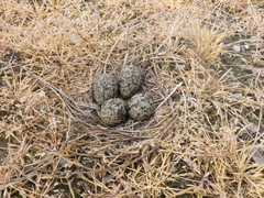 Vanellus vanellus