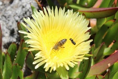 Ceratina