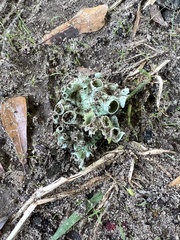 Parmotrema perforatum