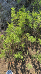 Ambrosia psilostachya