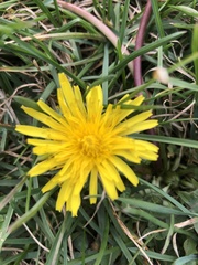 Taraxacum