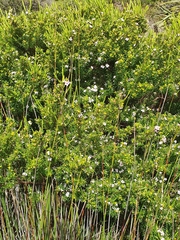 Coleonema pulchellum