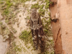Mompha sturnipennella