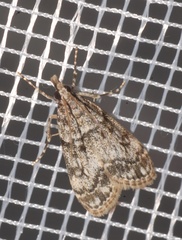 Eudonia delunella