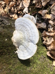 Trametes gibbosa