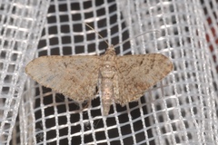Eupithecia pernotata