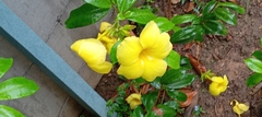 Apocynaceae