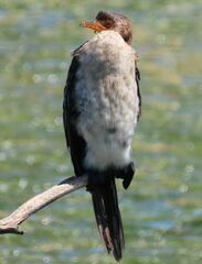 Microcarbo africanus