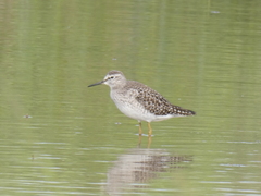 Tringa glareola