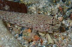 Gobius incognitus