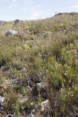 Osteospermum junceum