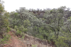 Brachylaena rotundata