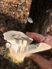 Trametes gibbosa
