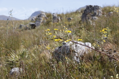 Osteospermum junceum