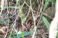 Protobothrops mucrosquamatus