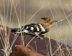 Upupa epops africana