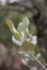 Brachylaena rotundata