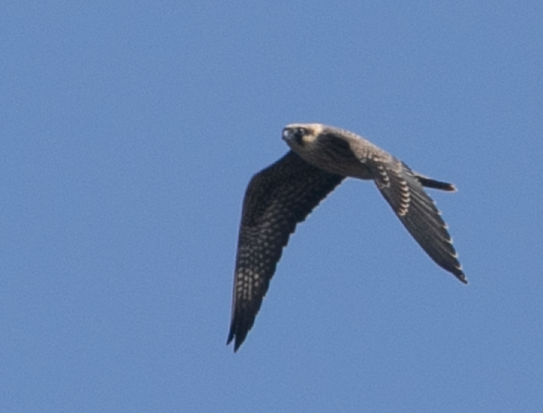 Halcón de Eleonora (Falco eleonorae)