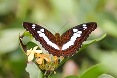 Moduza procris milonia