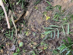 Protobothrops mucrosquamatus