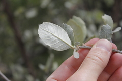 Brachylaena rotundata