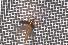 Nacerdes carniolica