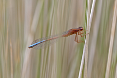 Coenagrionidae