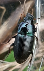 Harpalus dimidiatus