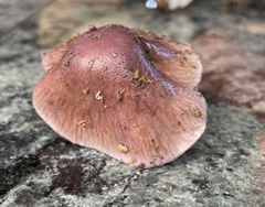 Cortinarius livido-ochraceus
