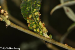 Aculus