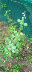 Duranteae