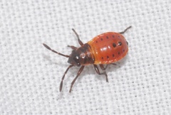 Pyrrhocoris apterus