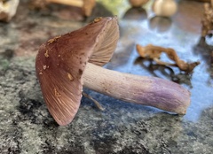 Cortinarius livido-ochraceus