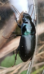 Harpalus dimidiatus