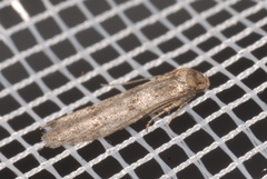 Blastobasis phycidella