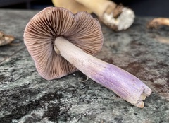 Cortinarius livido-ochraceus