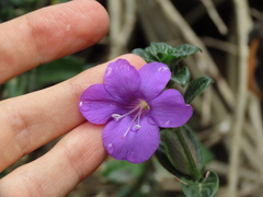Barleria