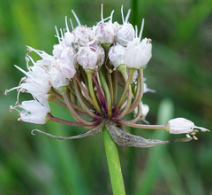 Allium suaveolens