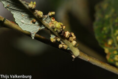 Aculus