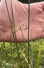 Juncus inflexus