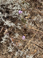 Erodium