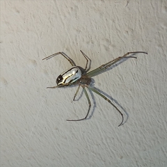 Leucauge volupis