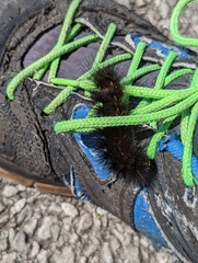 Hypercompe scribonia