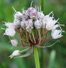 Allium suaveolens