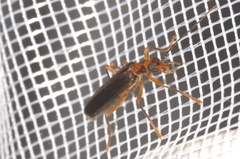 Nacerdes carniolica