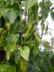 Philodendron hederaceum