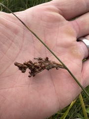 Juncus inflexus
