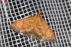 Ecpyrrhorrhoe rubiginalis