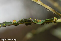 Aculus